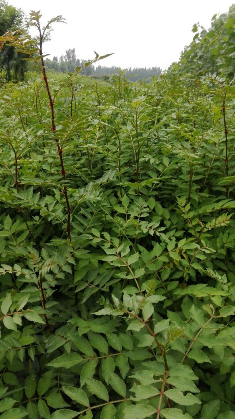 花椒苗0.5~1年
