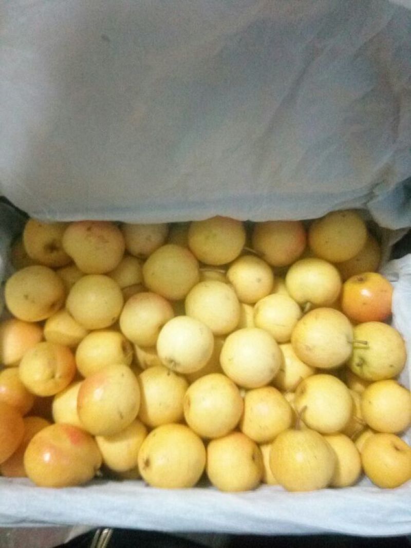 南果梨100~150g筐装