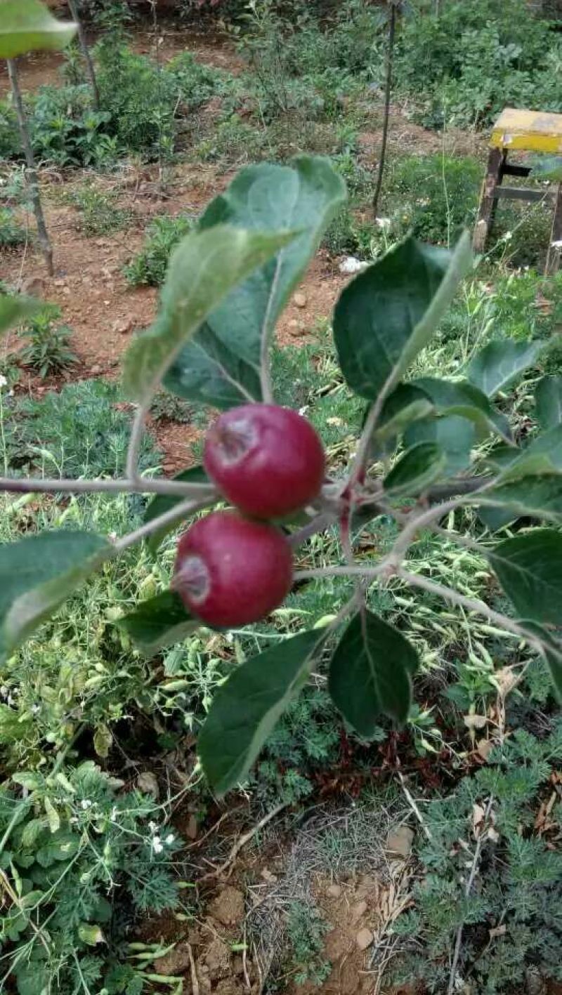 糖心苹果树苗免费提供种植技术。基地直销