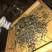 普洱茶