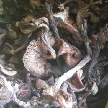 树秋菌一级