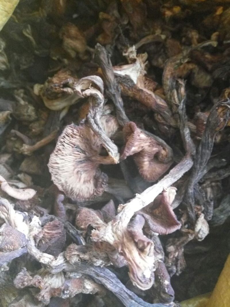 树秋菌一级