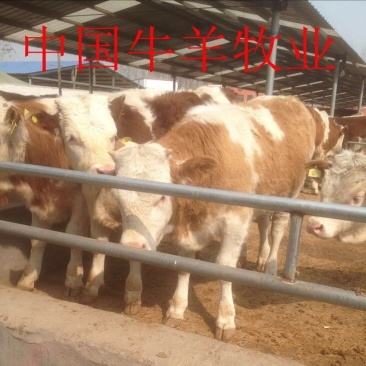 西门塔尔牛犊，纯种西门塔尔牛牛犊100~200kg