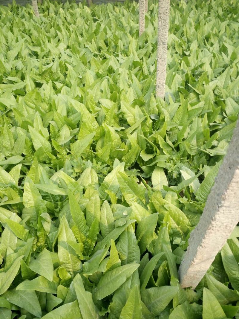 油麦菜