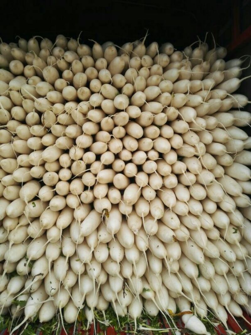 白萝卜1~1.5斤起