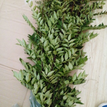 花椒苗0.5~1年