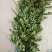 花椒苗0.5~1年
