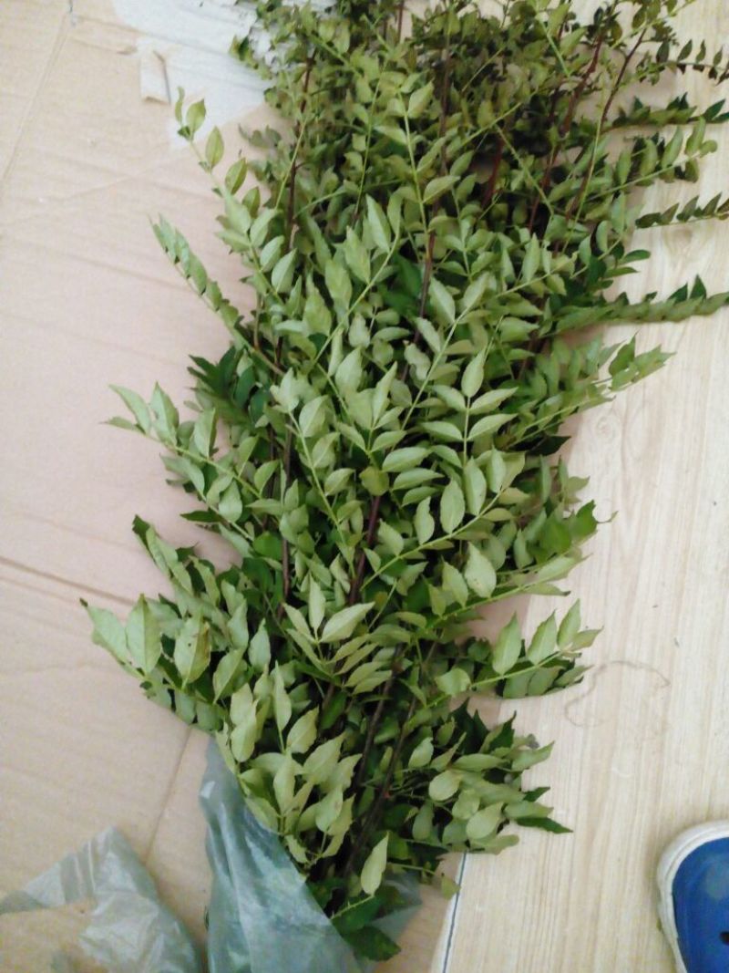 花椒苗0.5~1年