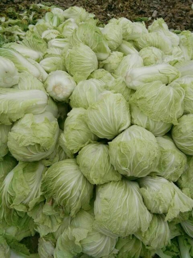 大白菜7斤以上