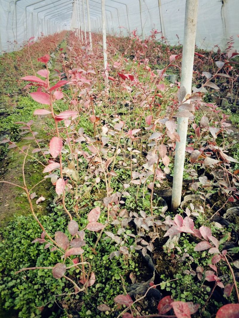 新品种蓝莓苗茶花蓝莓苗三年苗多少钱一棵