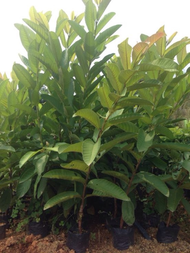 番石榴苗30~50cm