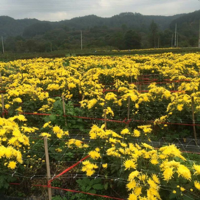 白菊花茶开花