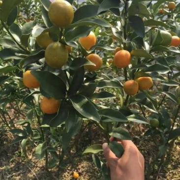 脆皮金桔苗30~50cm