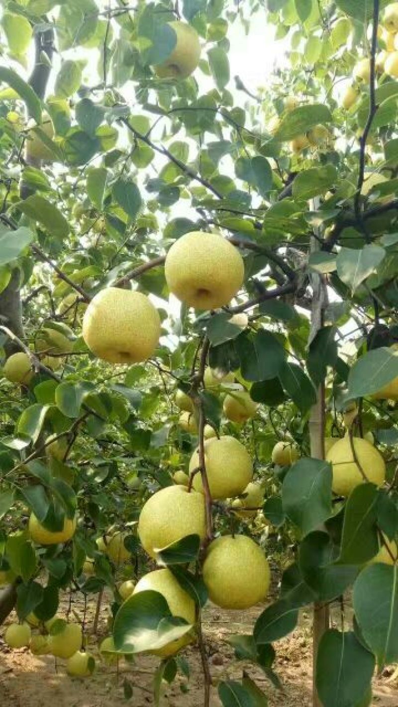 砀山梨250~300g纸箱