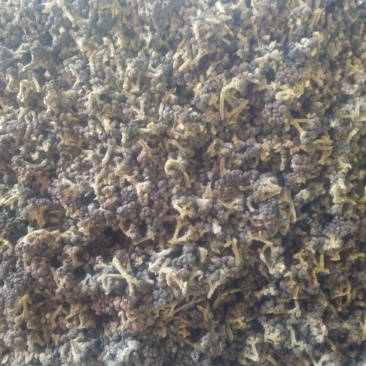 吴茱萸中花统