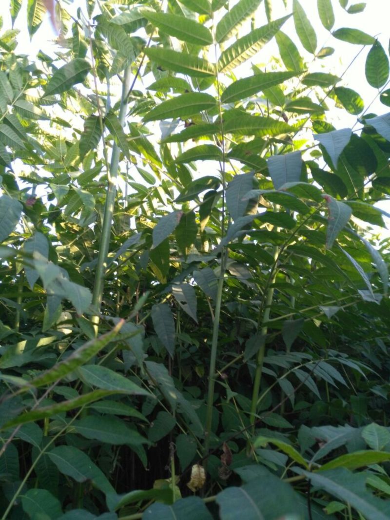 香椿苗80cm以上大棚