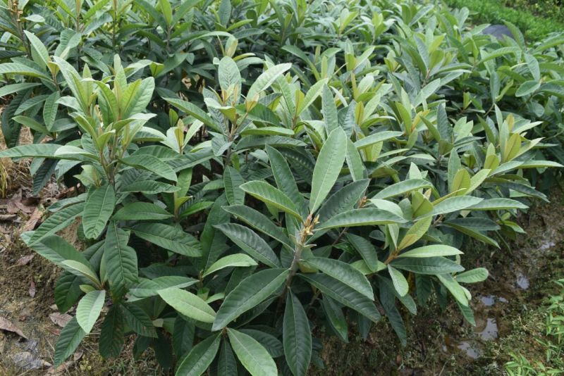 枇杷树苗30~50cm带泥球带叶子发货