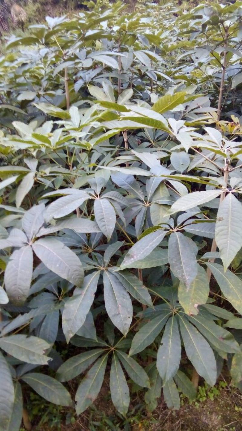 七叶树10~20cm50~100cm