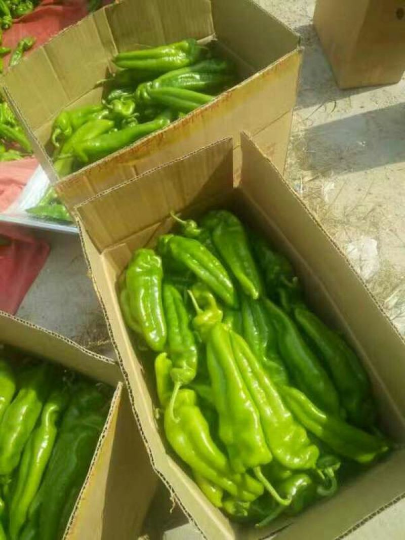 辣椒大青椒301辣椒20cm以上产地直供质量好价格公道