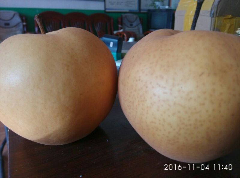 晚秋黄梨350~400g纸加膜