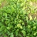 小叶菠菜20~25厘米