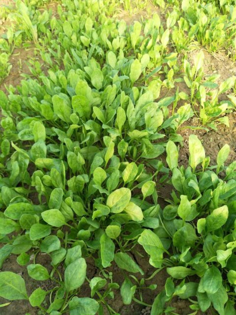 小叶菠菜20~25厘米