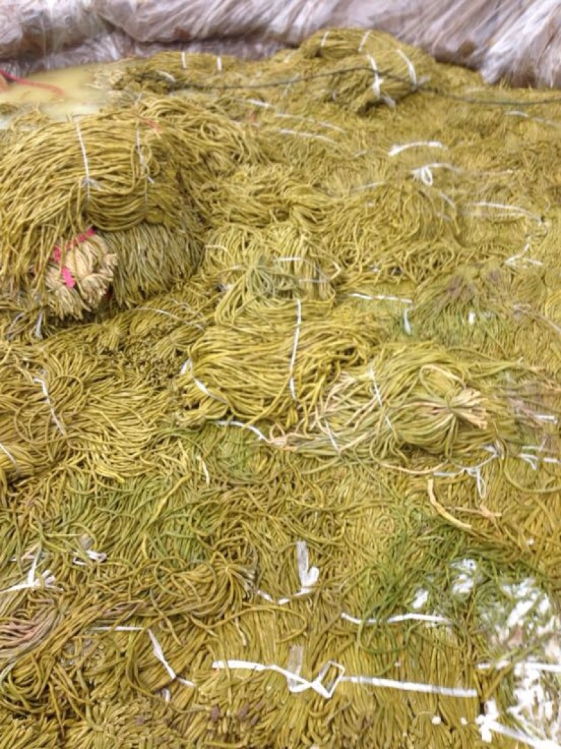 自己种植自己腌制的酸豆角