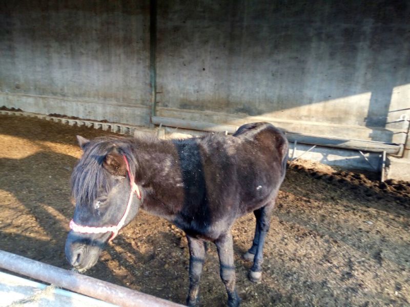 矮马100~200kg