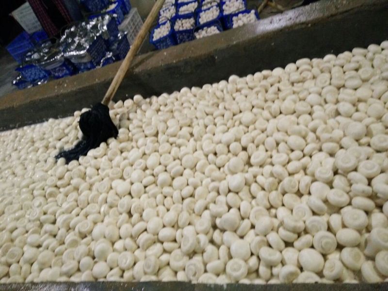 双孢菇一级4cm