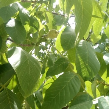 薄皮核桃30mm以上去皮