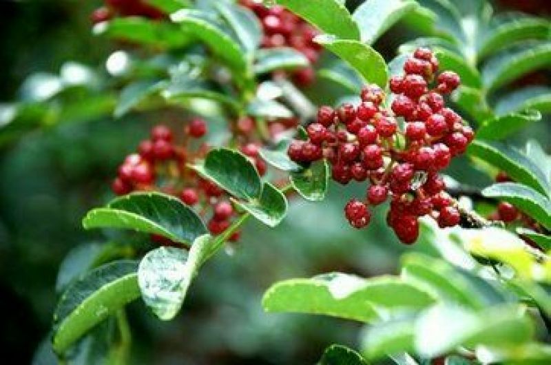 花椒苗0.5~1年
