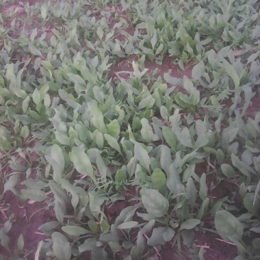 秋菠菜15~20厘米