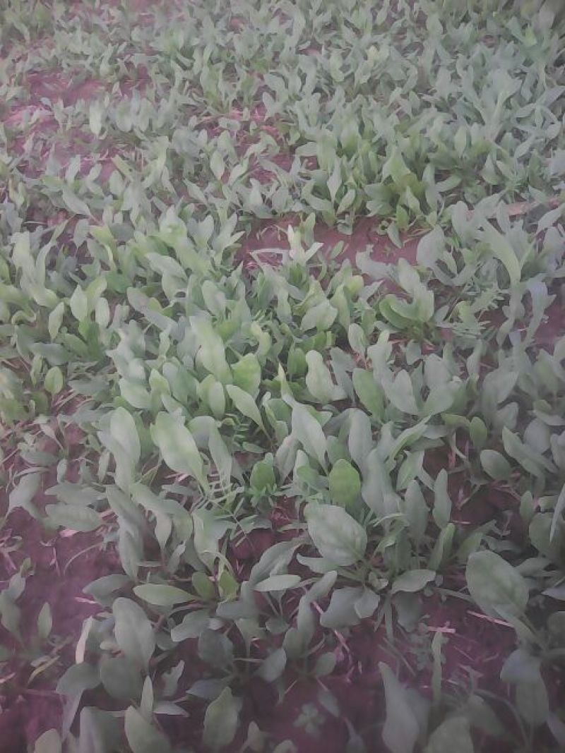 秋菠菜15~20厘米