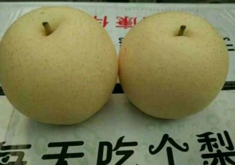 黄金梨150~200g纸袋