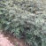 花椒树
