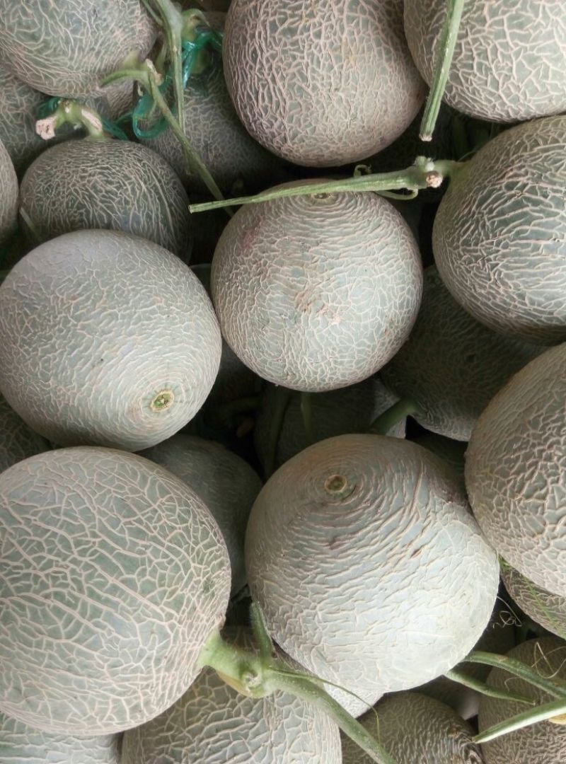 翠蜜宝玫胧蜜鲁后甜甜瓜1.5斤以上精品预售