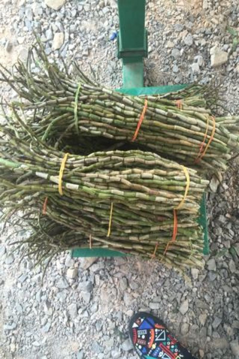 铁皮石斛盆花