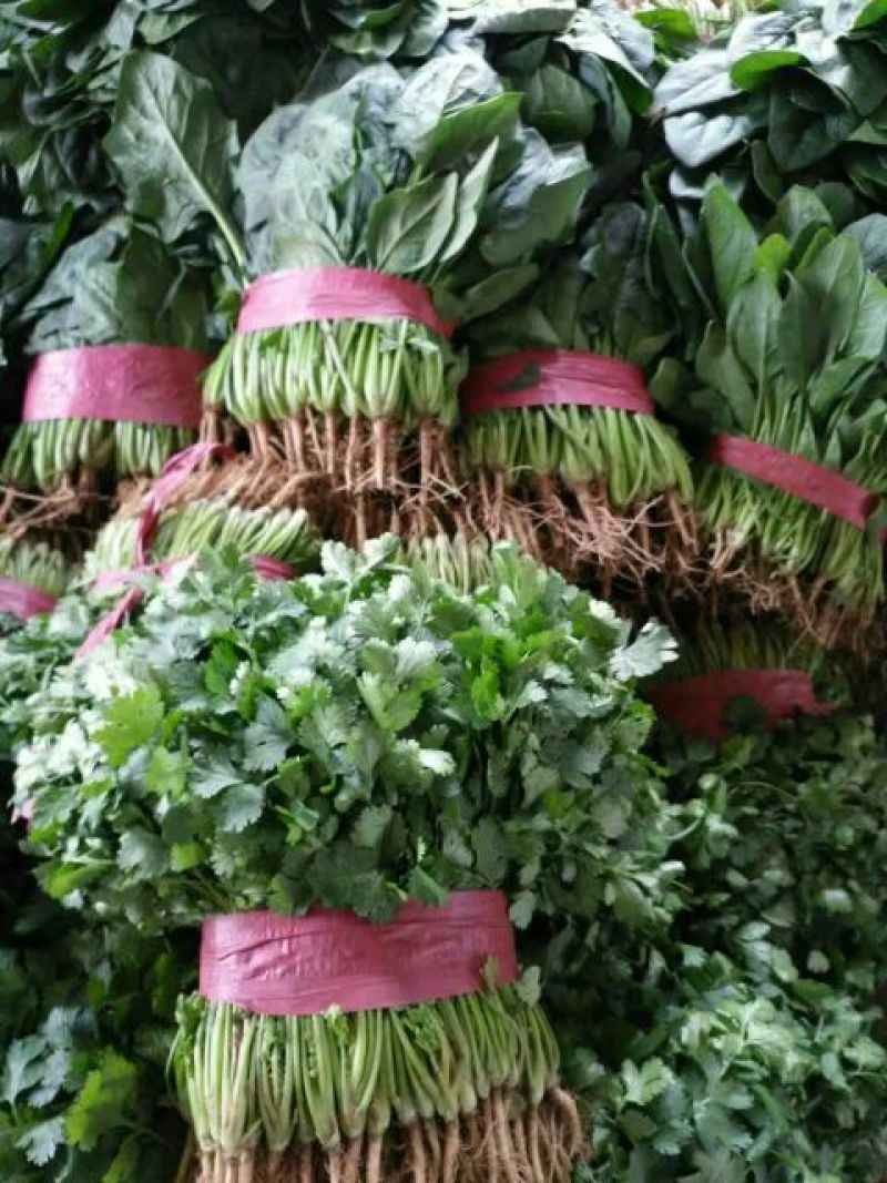 精品大叶香菜芫荽打捆香菜常年供应诚信无忧专业代办