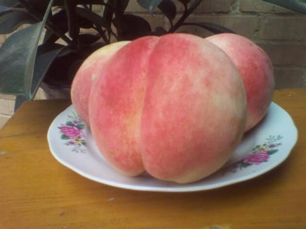 陕西咸阳市礼泉县阿布白桃 75mm以上批发_朱