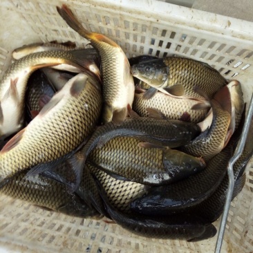 池鲤鱼饲料2~3公斤