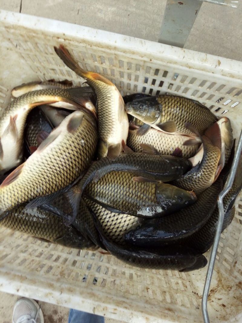 池鲤鱼饲料2~3公斤