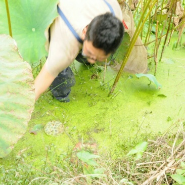 鲤鱼干