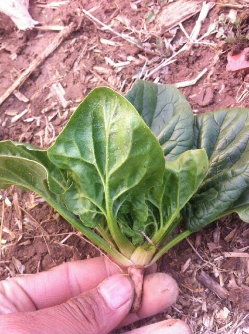 帝沃2号菠菜10~15厘米