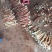水煮笋