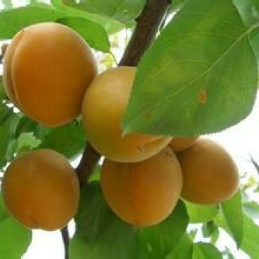 大量供应金太阳，丰源红，凯特等多品质杏，质量好