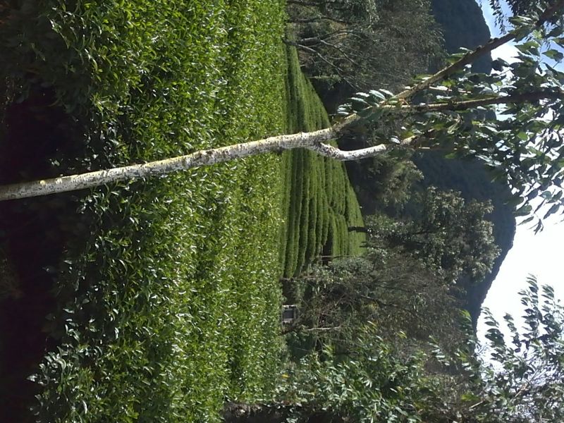 本山茶特级