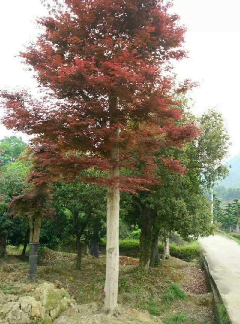 红枫，日本红枫，红枫小苗，精品红枫，浏阳嫁接红枫价格