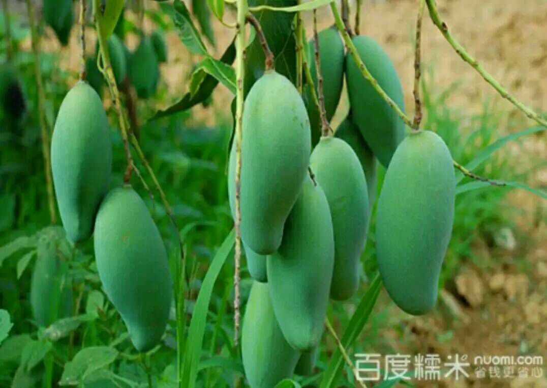 广西百色市田东县桂七芒 4两以上批发_小潘供应_一亩田农业网