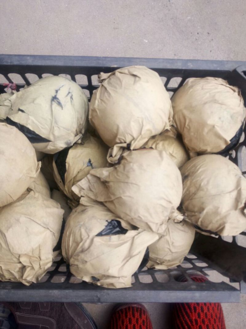 晚秋黄梨500~550g纸袋