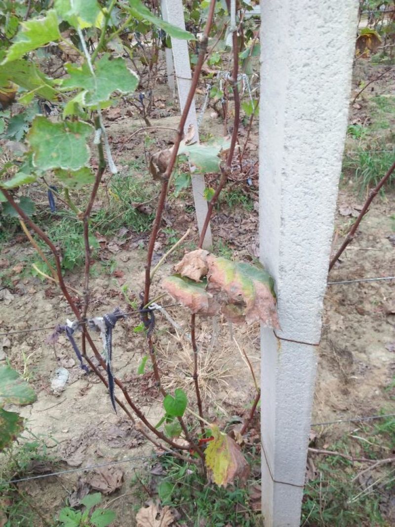 葡萄苗1年80~110cm